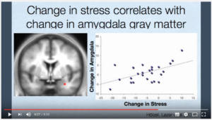 Amygdale (cerveau) et stress